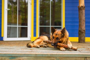 large shepherd dog holding a stick in its teeth laying near the door of the house
