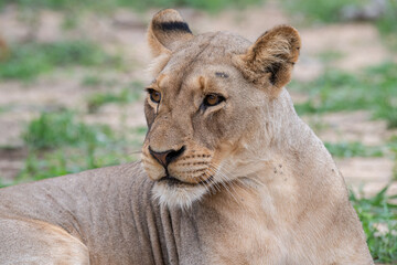 Female Lion seen on a safari in South Africa