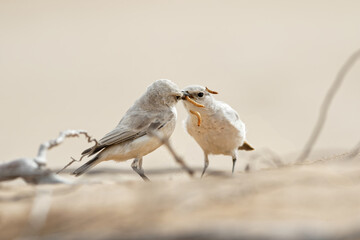 desert wheatear (Oenanthe deserti), female sitting in the desert Namibia africa white bird  Steinschmätzer  Chasco-cinzento Europese skaapwagter  Leucorhoa 