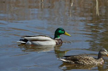 Obraz premium A Male Mallard Duck (Anas platyrhynchos) in the Water