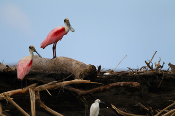 spatule rosée (Platalea ajaja)