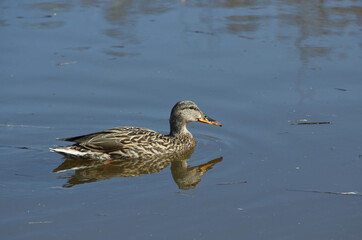 A Female Mallard Duck (Anas platyrhynchos) in the Water