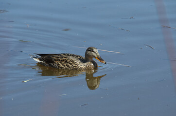 A Female Mallard Duck (Anas platyrhynchos) in the Water
