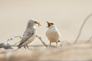 Obraz premium desert wheatear (Oenanthe deserti), female sitting in the desert Namibia africa white bird Steinschmätzer Chasco-cinzento Europese skaapwagter Leucorhoa 