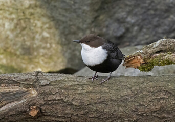 white-throated dipper (Cinclus cinclus), also known as the European dipper or just dipper.