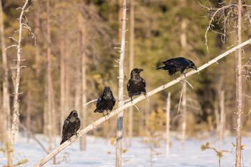 Four ravens (Corvus corax) sitting on a dry tree on a bright winter day