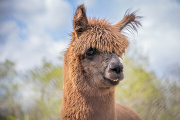 cute funny brown alpaca posing for photo