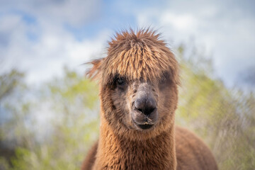 cute funny brown alpaca looking at the camera