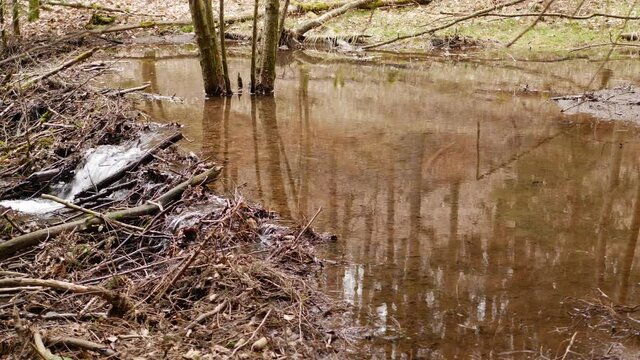 Am Biberteich, Forstelbach bei Hermeskeil