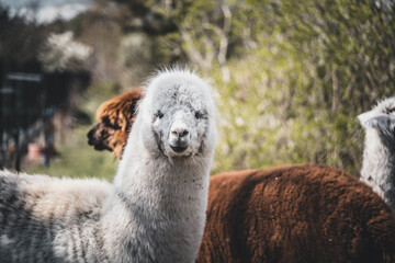 Fototapeta premium several cute alpacas on a farm, selective focus