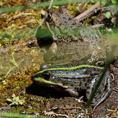 Grenouille rieuse -  Pelophylax ridibundus,