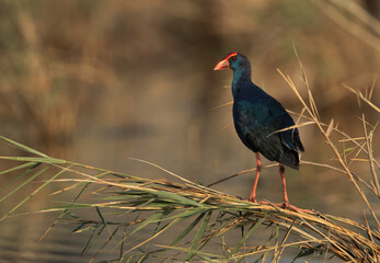 Grey-headed Swamphen perched on weed at Asker Marsh, Bahrain