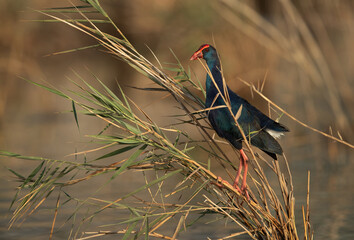 Grey-headed Swamphen perched on weed at Asker Marsh, Bahrain