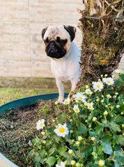 The canine life we ​​love.