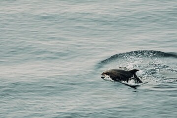 Obraz premium Wild Bottlenose Dolphin jumping