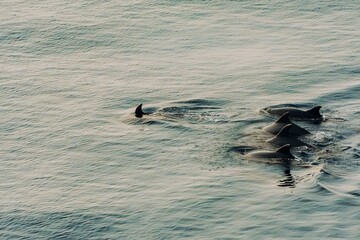 Bottlenose Dolphin herd