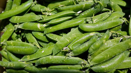 Spring pods of young green peas closeup on retail display of farmers market in Riga, Latvia