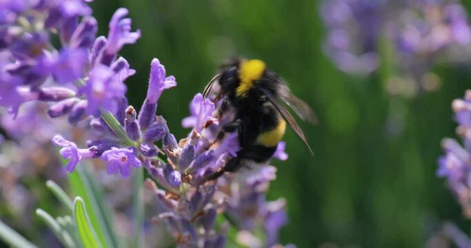 Lavender flower visiter by bees
