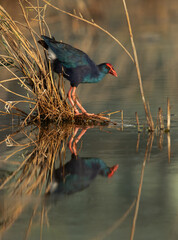 Grey-headed Swamphen with dramatic reflection on water at Asker Marsh, Bahrain