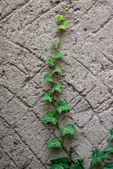 Hedera helix detail of green leaves, poison ivy evergreen plant, green foliage on branches climbing on the wall
