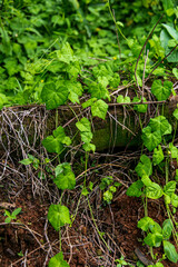 plants growing in a garden