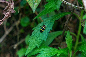 ladybug on a leaf