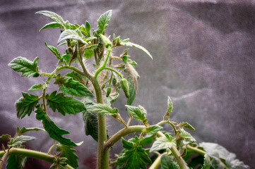 Top of a tomato bush with mature flowers in a home grow box