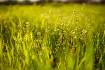 Amazing natural background with wild white flowers among the spring green grass in sunny day