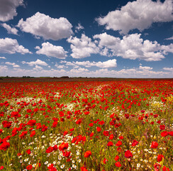 Nice colorful poppy field in spring