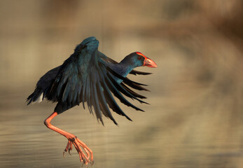 Grey-headed Swamphen takeoff at Asker Marsh, Bahrain