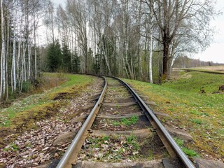 railroad tracks in the forest