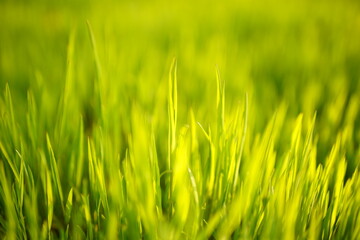 Lovely lush fresh green grass in sunny spring field.