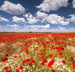 Nice colorful poppy field in spring