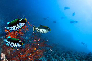 Underwater coral reef with colorful fishes and divers.