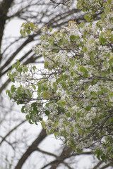 blossoming tree