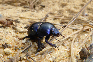 Bläulich lila schimmernder Waldmistkäfer (Anoplotrupes stercorosus) auf hellem körnigen Sanduntergrund im Frühling. Faszinierende Insektennahaufnahme. Fascinating dung dor beetle on golden sandy sand.