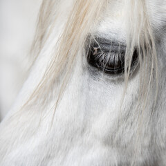 Beautiful close up of horse's eye with long mane