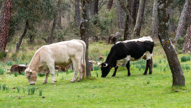 Two cows grazing on a forest