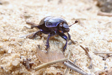 Bläulich lila schimmernder Waldmistkäfer (Anoplotrupes stercorosus) auf hellem körnigen Sanduntergrund im Frühling. Faszinierende Insektennahaufnahme. Dung dor beetle antenna on golden sandy sand