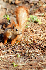 Naklejka na ściany i meble An orange fluffy squirrel descended on an earthen mat of withered fallen leaves.