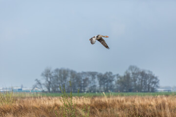 Greylag goose, Anser anser, flies during sunrise over a swamp with withered reed stems against a background clear blue morning sky