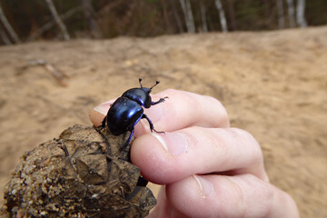 Käfer auf Tannenzapfen von Hand gehalten. Bläulich lila schimmernder Waldmistkäfer (Anoplotrupes stercorosus) auf hellem körnigen Sanduntergrund im Frühling. Faszinierende Insektennahaufnahme. dung 