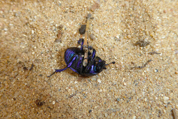 Bauchansicht eines Käfers. Bläulich lila schimmernder Waldmistkäfer (Anoplotrupes stercorosus) auf hellem körnigen Sanduntergrund im Frühling. Faszinierende Insektennahaufnahme. Umgefallener Mistkäfer