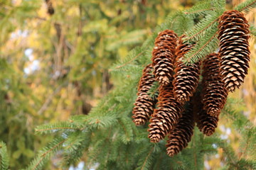 pine cone in the forest, tree, cone, pine, branch, nature, green, spruce, christmas, fir, forest, winter, plant, evergreen, brown, fern, decoration, season, leaf, autumn, needle, coniferous, needles, 
