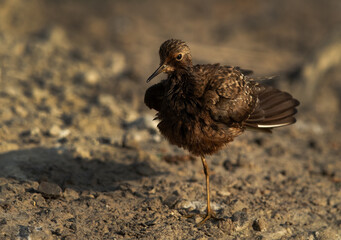 Wood Sandpiper drenched in oil at Asker marsh, Bahrain