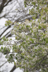 blossoming tree