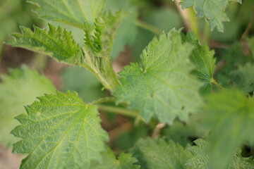 Top view. Botanical pattern. Greenery common nettle. Nettle leaves.