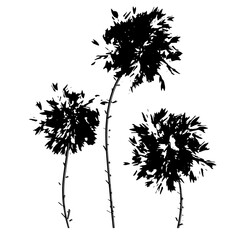 buds of lush fluffy flowers dandelions branches isolated black vector background