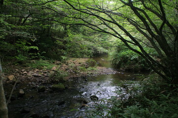 夏の岩屋堂公園を流れる渓流のせせらぎ