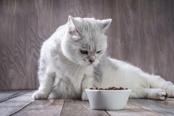 A white British cat and bowl of food. Silver chinchilla cat looks at food in a bowl. Balanced dry food for cats.